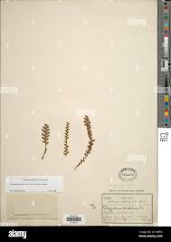 Image result for Lellingeria