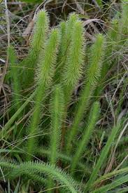 Image result for Lycopodiella caroliniana