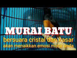 Burung Youtube Di 2021 Murai Memancing