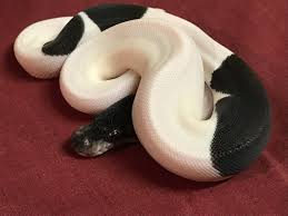 Mar 25, 2020 · how much are pied ball pythons? Image Result For Panda Pied Ball Python Pied Ball Python Panda Pied Ball Python Ball Python