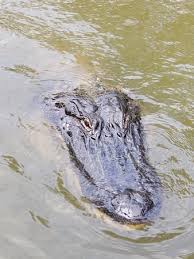 Paul's coach says he … exercise more to get good results at the competition. You Can T Get More Up Close And Personal Than This Picture Of Mcgee S Louisiana Swamp Airboat Tours Henderson Tripadvisor