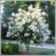 Flowering Trees For Sale At The Lowest Prices At Ty Ty Nursery