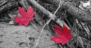 صور انستقرام ابيض واسود روعة بجودة hd ميكساتك autumn leaves black and white image