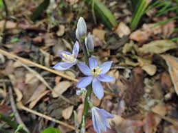 Image result for Cyanastrum