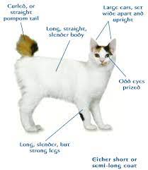 Temperament & intelligence of the japanese bobtail cat. Japanese Bobtail Cat Not A True Pure Bred As One May Think They Actually Are A Genetic Deformity Best Cat I Ever Bobtail Cat Japanese Bobtail Japanese Cat