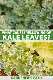 Many beginning gardeners choose them since they are normally fairly easy to grow. How To Manage Kale With Leaves That Are Yellowing And Thinning