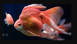 Maybe you would like to learn more about one of these? 33 Jenis Ikan Koki Beserta Harga Perawatannya Blog Ruparupa