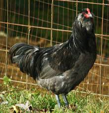 The ameraucana is a happy, friendly and sociable chicken that makes a perfect addition to your flock if you want light blue eggs. Ameraucana Wikipedia