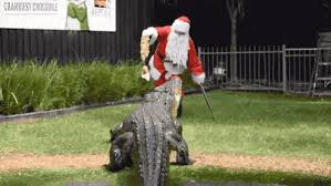 See more ideas about australian christmas, aussie christmas, christmas in australia. Christmas In Straya The New York Times