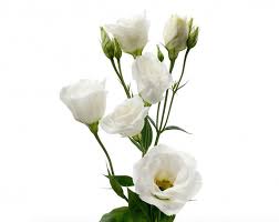 Image result for eustoma maurine