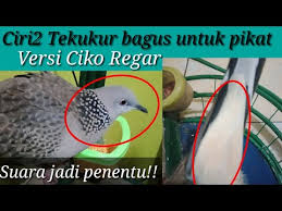 Burung derkuku yang bentuk kepalanya njambe nom (seperti buah jambe atau pinang yang masih muda) pada umumnya mempunyai suara yang baik dan irama lagunya bagus. Terkukur Mania