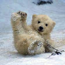 Dier fotografie natuur apen sneeuw dieren schattige dieren. Mia Plaatjes Carrousel Schattige Dieren Baby Dieren Dieren