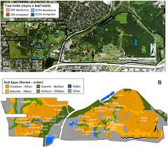 The history of charleston, south carolina, is one of the longest and most diverse of any community in the united states, spanning hundreds of years of physical settlement beginning in 1670 through. Frontiers Mycorrhizal Association Better Predicts Tree Effects On Soil Than Leaf Habit Forests And Global Change