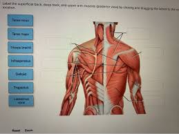 It is formally known as the triceps brachii muscle. Solved Label The Superficial Back Deep Back And Upper A Chegg Com