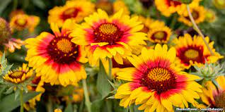 Ask a child to draw a garden, and they'll draw some flowers. A Guide To Colorado Wildflowers Wildflower Season