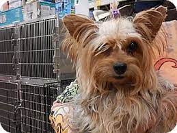 Puppies and kittens less than 4 months old $50. Tucson Az Yorkie Yorkshire Terrier Meet Kamile A Pet For Adoption