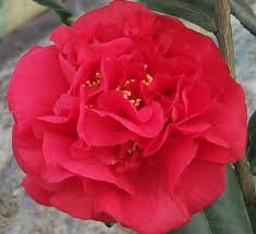 Kramer S Supreme Camellia Flowers Red Peonies Camellia