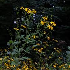 Image result for Rudbeckia laciniata