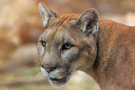 Die choreographie von willi dorner hinterfragt im rahmen von impulstanz, was sich seit dem ausbruch der pandemie verändert hat. Bilder Pumas Schnauze Tiere Starren