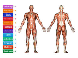 Human muscle system, the muscles of the human body that work the skeletal system, that are under voluntary control, and that are concerned with movement, posture, and balance. Label Muscles Front And Back View Labelled Diagram