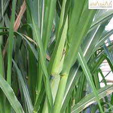 Pakchong1 super napier can give yield of 200 tons per acre per year which makes it as king of napiers in asia. 2 Years Hybrid Co5 Napier Grass Grade Feed Grade Packaging Type Gunny Bag Rs 6 Kg Id 21884584573