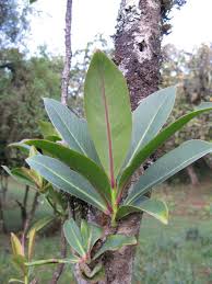 Image result for Rapanea