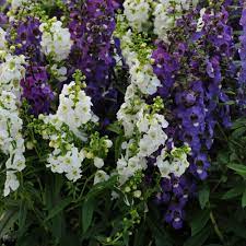 Angelonia Seeds Angelonia Waterfall Seeds Mix In 2020 Planting Flowers Container Flowers Flower Seeds
