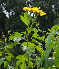 Image result for Tithonia diversifolia