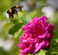 Woman forms incredible bond with bee who needed a friend. How Do You Attract Bumble Bees Plants That Attract Bumble Bees