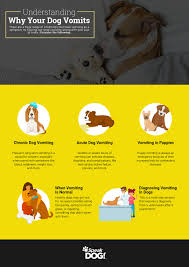 What to feed dog when throwing up. Dog Training Why Your Dog Vomits