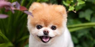 Check spelling or type a new query. World S Cutest Dog Boo Died Of A Broken Heart His Owners Say