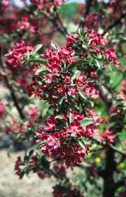 Maybe you would like to learn more about one of these? Malus Crabapple Handy Andy S Nursery