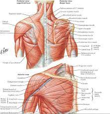 If the tightness goes unchecked, it can lead to neck pain and cause tension headaches. Shoulder Muscles Anatomie Muskeln Anatomie Und Physiologie Schultermuskulatur