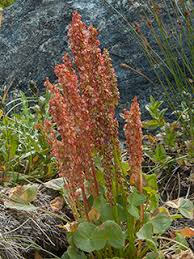 Image result for Ochna oxyphylla