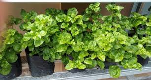 Sebelum cucukkan batang b.b pada botol…masukkan air supaya tanah lembap…lebih mudah nk tanam batang bayam brazil. Kaya Gizi Budidaya Bayam Brazil Patut Dilirik