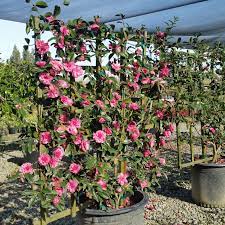 Camellia Sasanqua On Trellis Camellia Tree Trees To Plant Landscaping Plants