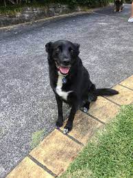 Jonas The Kelpie Border Collie Cross Aussie Dogs Black And White Dog Border Collie