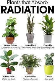 Succulent plants are easy to take care of and look beautiful in different settings. Trivia To All Plant Lovers Healthy At Home Ph Facebook