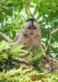 47 Amazon Rainforest Animals Ecuador S Monkeys Birds Fish Reptiles Mammals Amphibians Rainforest Animals Amazon Rainforest Animals Amazon Animals
