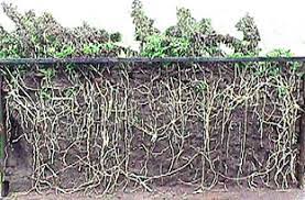 Check spelling or type a new query. Control Practices For Canada Thistle Botany Plant Pathology Purdue U