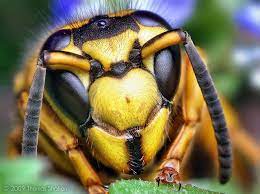A Photo Of A Southern Yellowjacket Queen Vespula Squamosa Taken By Thomas Shahan One Of The Most Well K Macro Photography Insects Insect Photography Insects