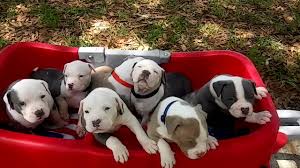 Hawaii king kennels has xxl pitbull puppies for sale. Xxl Pitbull Puppies For Sale Manmade Kennels Best Dogs On Earth Blue Nose Pit Bull Puppies Youtube