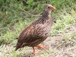 Image result for Phyllonorycter strigulatellus