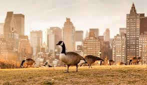 Birds such as swifts and swallows that feed on flying insects also migrate by some, such as geese and cranes, travel in their family groups inside larger flocks. Are Migrating Geese Pushing Away Business Goose Repellent