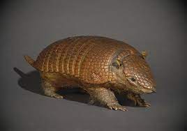 Astronomy To Zoology Armadillo Armadillo Lizard Big Animals