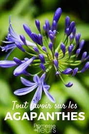 epingle sur jardin