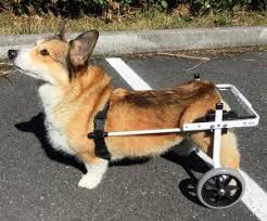 Dog wheelchairs are available online, but why go to the expense of buying a prefabricated model all your doggie cares about is walking at your side. Best Dog Wheelchairs 6 Ways To Solve Mobility Issues