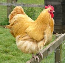 Of all the heritage backyard breeds of chickens, the buff orpington has to be the top favorite! Raising Buff Orpington Roosters How To Raise Beginner S Guide
