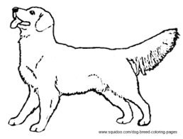 Dummies has always stood for taking on complex concepts and making them easy to understand. Coloring Pages Golden Retriever