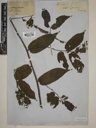Image result for Grewia herbacea